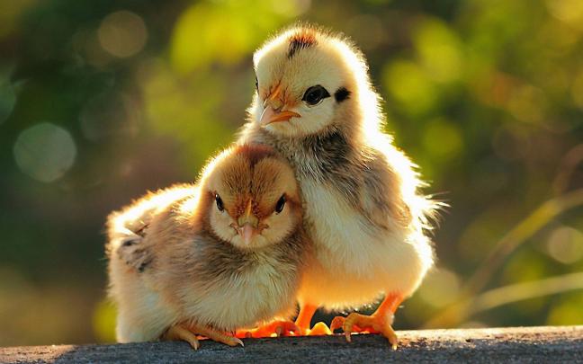 Cute Animal Wallpapers