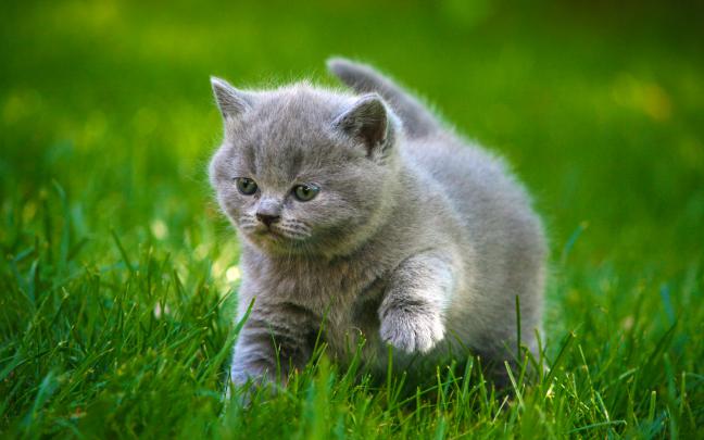 Cute Animal Wallpapers for Desktop (54+ images)