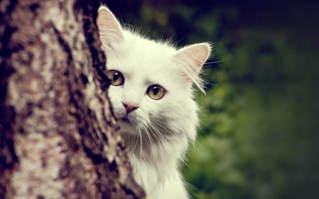 Cute Wallpapers for Desktop (62+ pictures)
