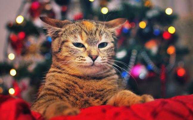 wallpaper cute kittens - HD Desktop Wallpapers
