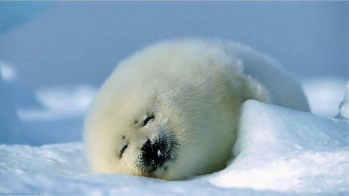 Cute Backgrounds for Computer \u00b7\u2460 