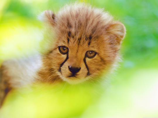 Download Desktop Wallpaper Cute Gallery