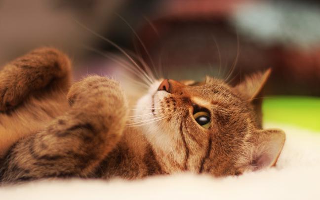 cute kitty wallpaper - HD Desktop Wallpapers