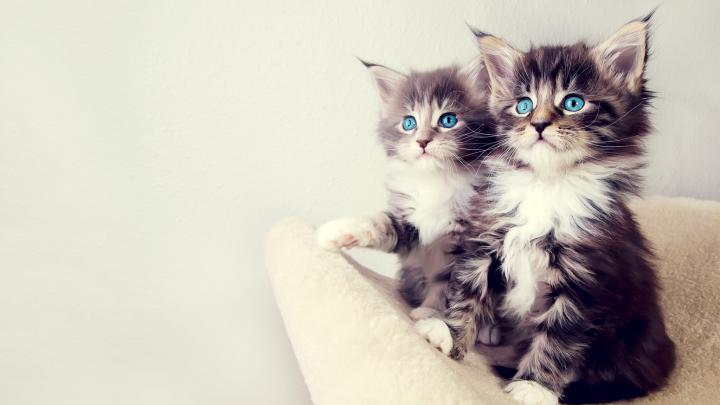 wallpaper cute cat - HD Desktop Wallpapers