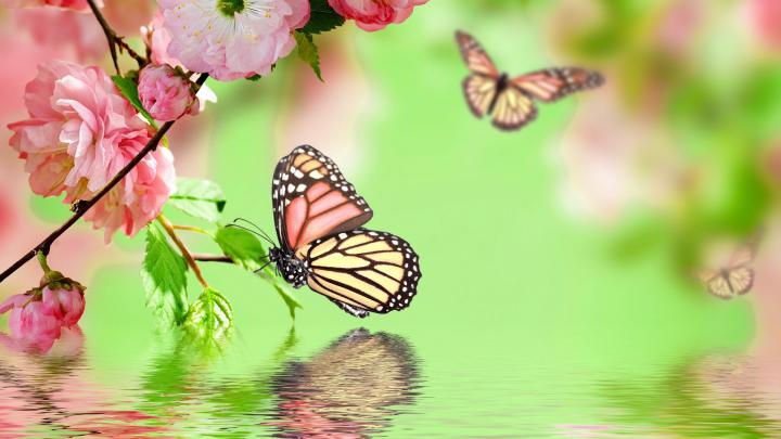 Cute Butterfly Wallpapers \u00b7\u2460 