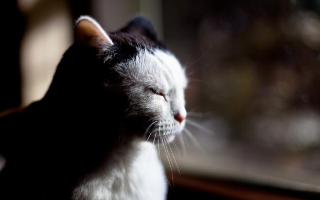 cute meditation wallpaper - HD Desktop Wallpapers