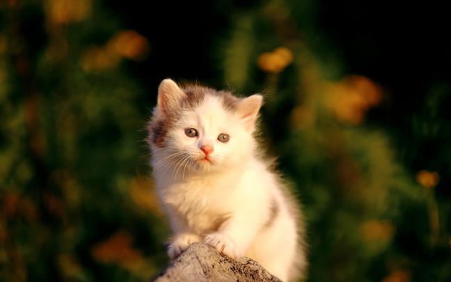 cute cats wallpapers free download - HD Desktop Wallpapers