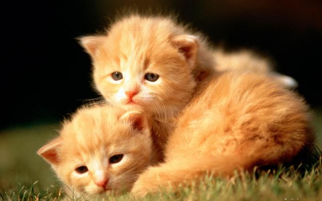 Cute Animal Wallpapers for Desktop (54+ images)