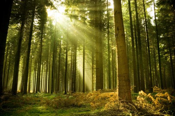 forest wallpaper sunshine - HD Desktop Wallpapers
