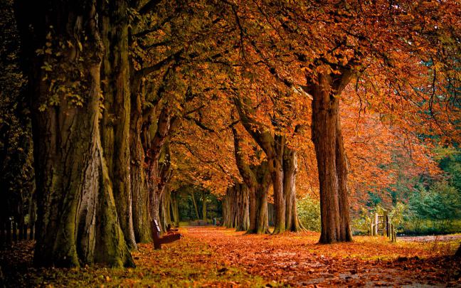 Free Fall Backgrounds Desktop