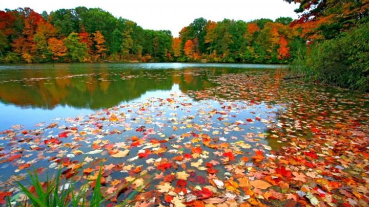 Fall Foliage Desktop Wallpapers
