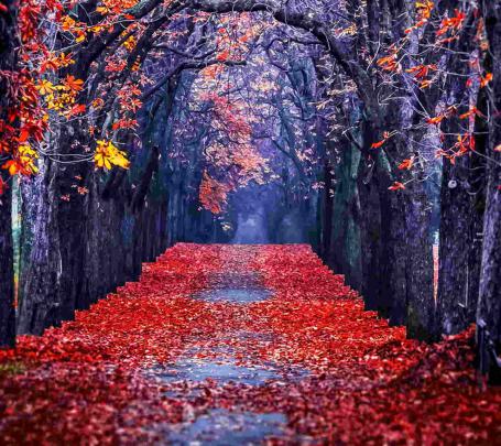FREE 21+ Autumn Backgrounds in PSD | AI
