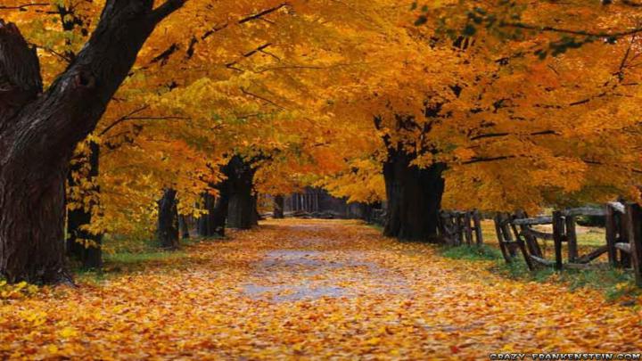 Free Autumn Wallpaper Backgrounds