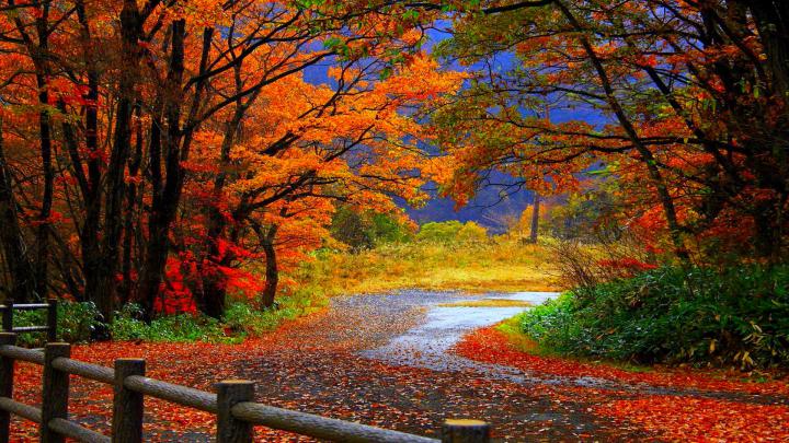 Fall Wallpapers HD make your desktop shine brighter