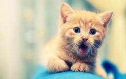 Cute Desktop Wallpaper