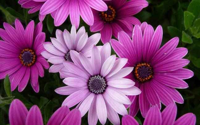 Flower Desktop Wallpaper
