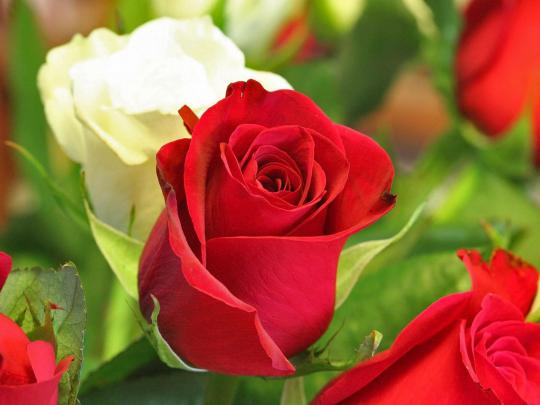 Rose Flower Wallpapers For Desktop