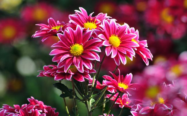beautiful flowers A1 - HD Desktop Wallpapers