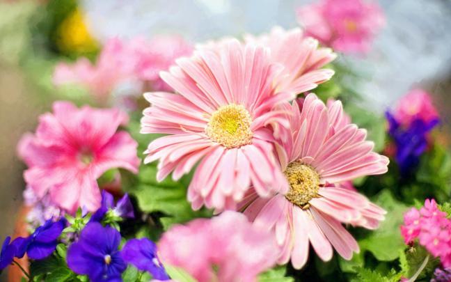 Light Pink Flowers Desktop Wallpaper Full Screen