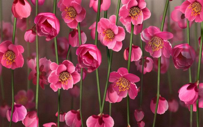Pink Flower Desktop Wallpapers