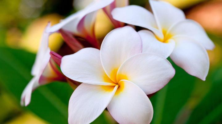 Flowers Wallpapers For Desktop Backgrounds Full Screen