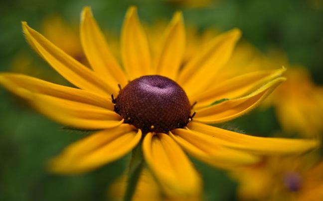 yellow flower a1 - HD Desktop Wallpapers