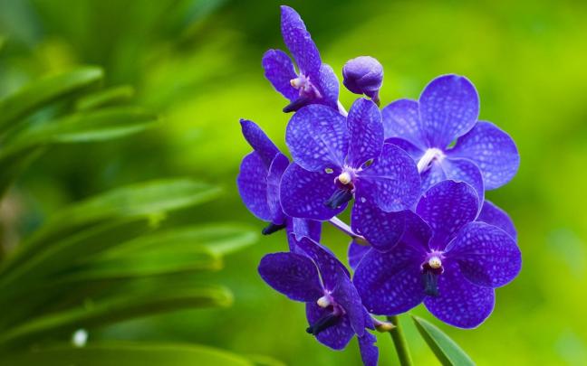 orchid flower images - HD Desktop Wallpapers