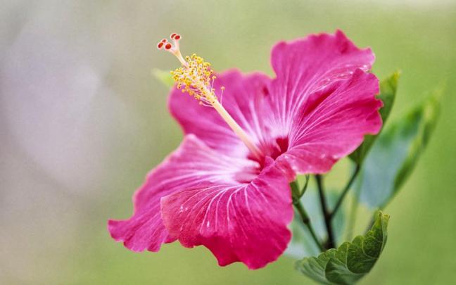Hibiscus Flower Wallpapers
