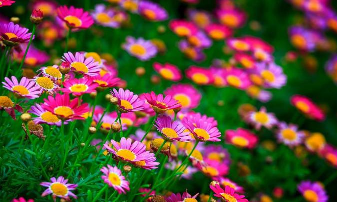 Most Beautiful Flowers Wallpapers For Desktop