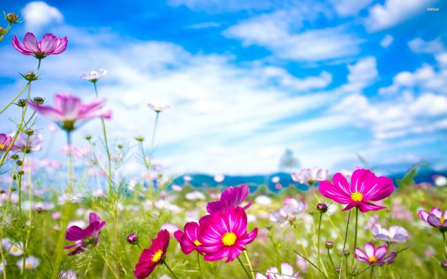 Flower Desktop Backgrounds \u00b7\u2460 