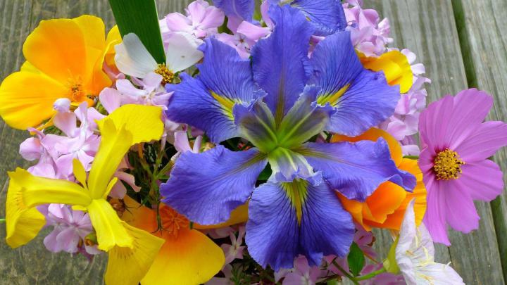 Free Desktop Wallpapers Spring Flowers