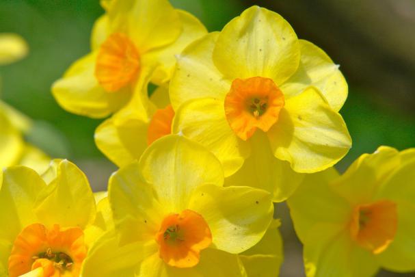 Spring Flowers Backgrounds Desktop
