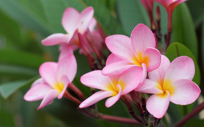 40 Beautiful Flower Wallpapers for your Desktop Mobile and Tablet - HD 