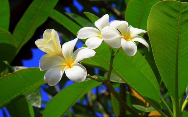 free tropical flowers wallpaper - HD Desktop Wallpapers