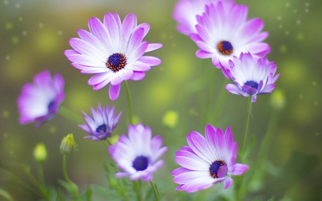 pink flowers nature - HD Desktop Wallpapers
