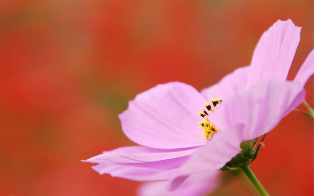 cosmos flower pink - HD Desktop Wallpapers