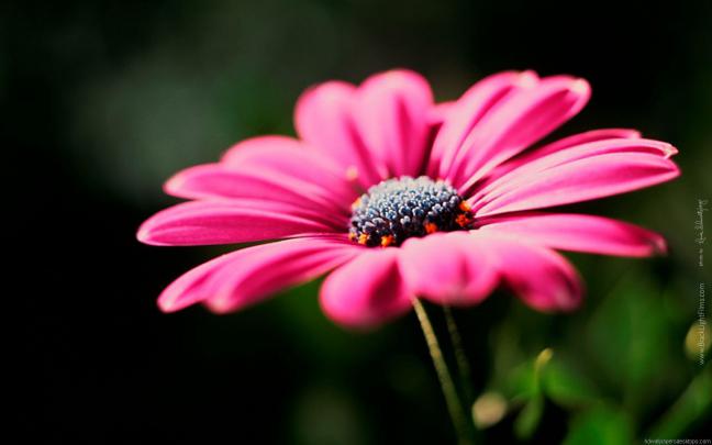 Flower Wallpapers For Computer Desktop