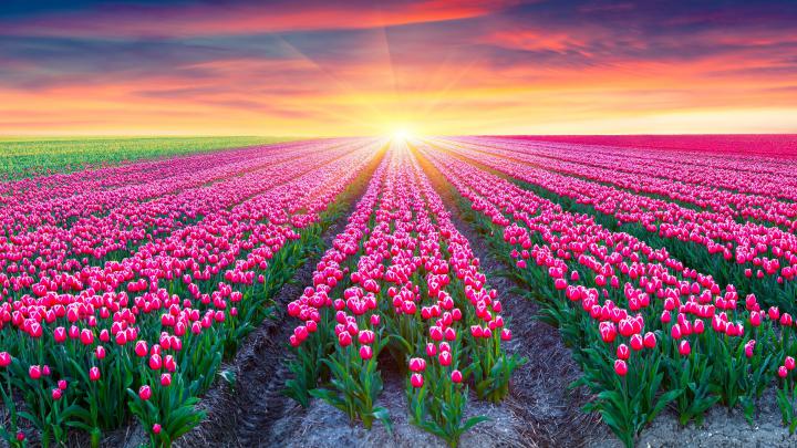 Flower Fields Wallpapers Images Photos Pictures Backgrounds