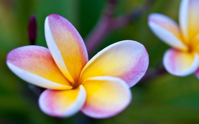 Wallpaper Collections: Beautiful Flowers Wallpapers HD