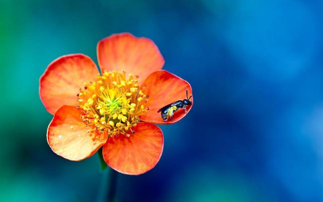 Spring Flower Desktop Backgrounds