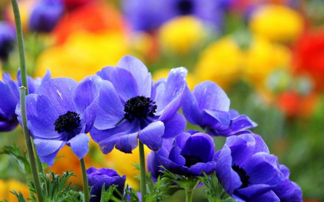 Pretty Flower Backgrounds