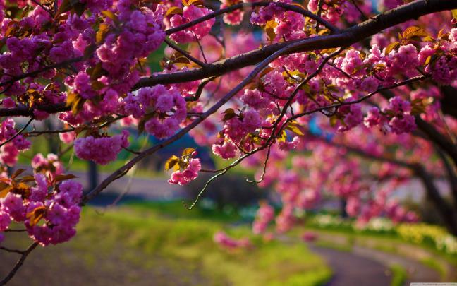 Spring Desktop Wallpaper