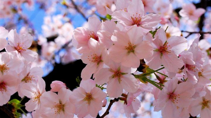 Spring Wallpapers 1920x1080