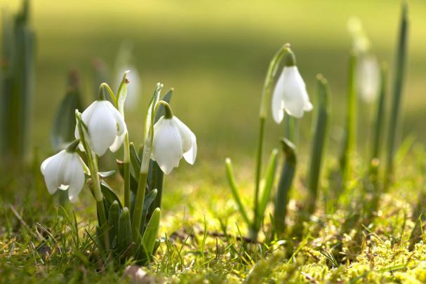 Free Spring Backgrounds Desktop