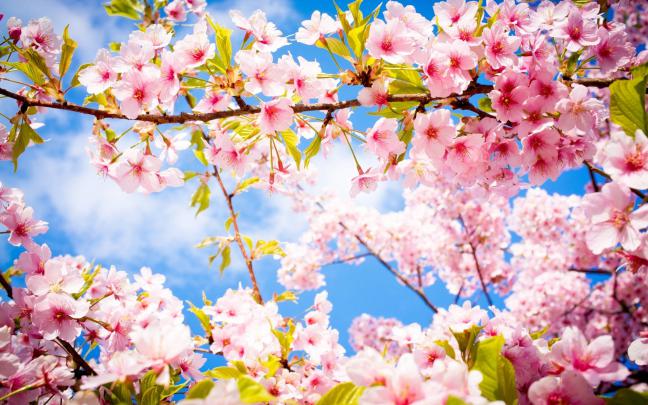 Beautiful Spring Wallpapers