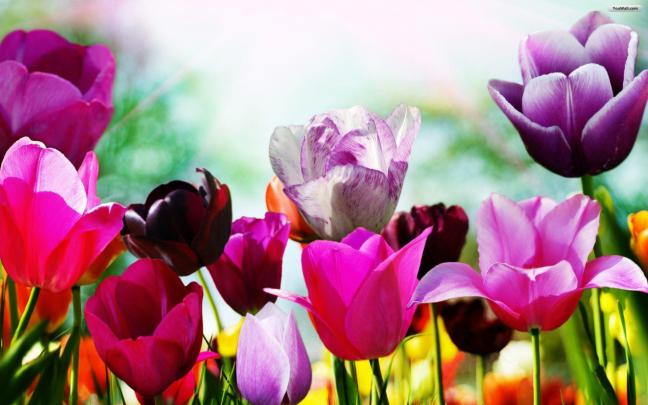 Free Spring Backgrounds Desktop