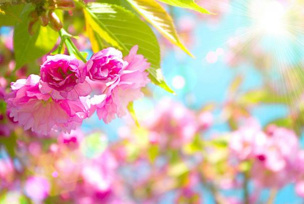 Free Spring Backgrounds Desktop