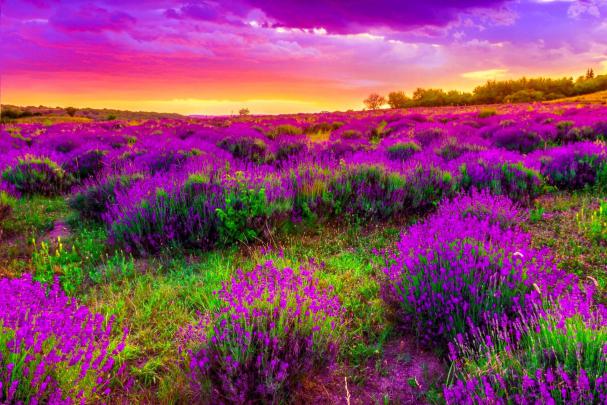Spring Backgrounds Desktop