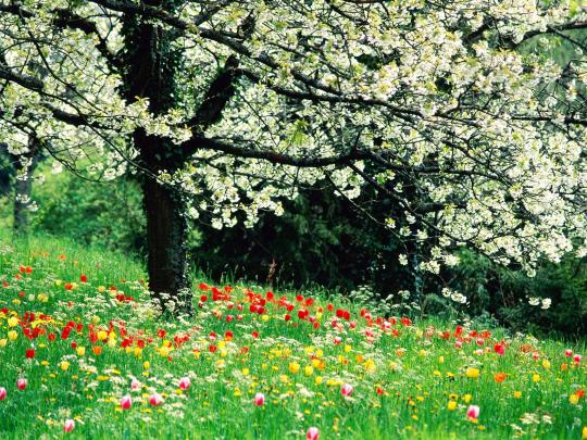 Spring Desktop Wallpapers HD