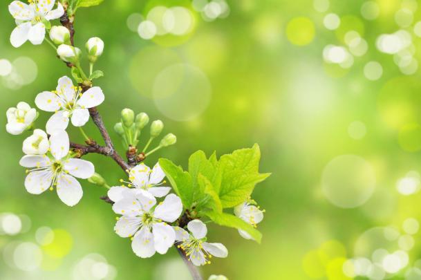 Free Spring Backgrounds Desktop